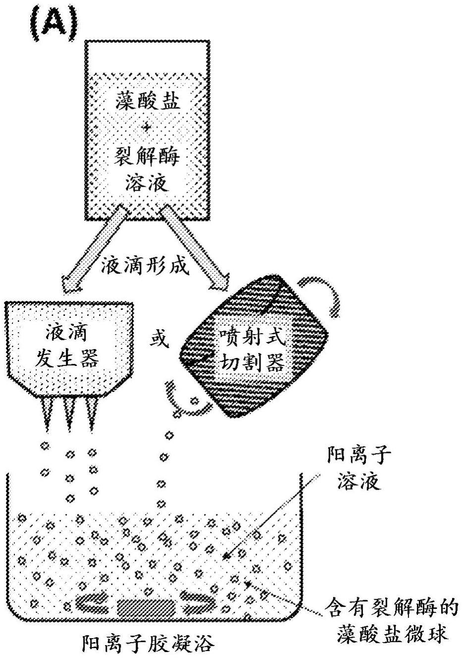 作为临时栓塞剂的藻酸盐基颗粒的制作方法