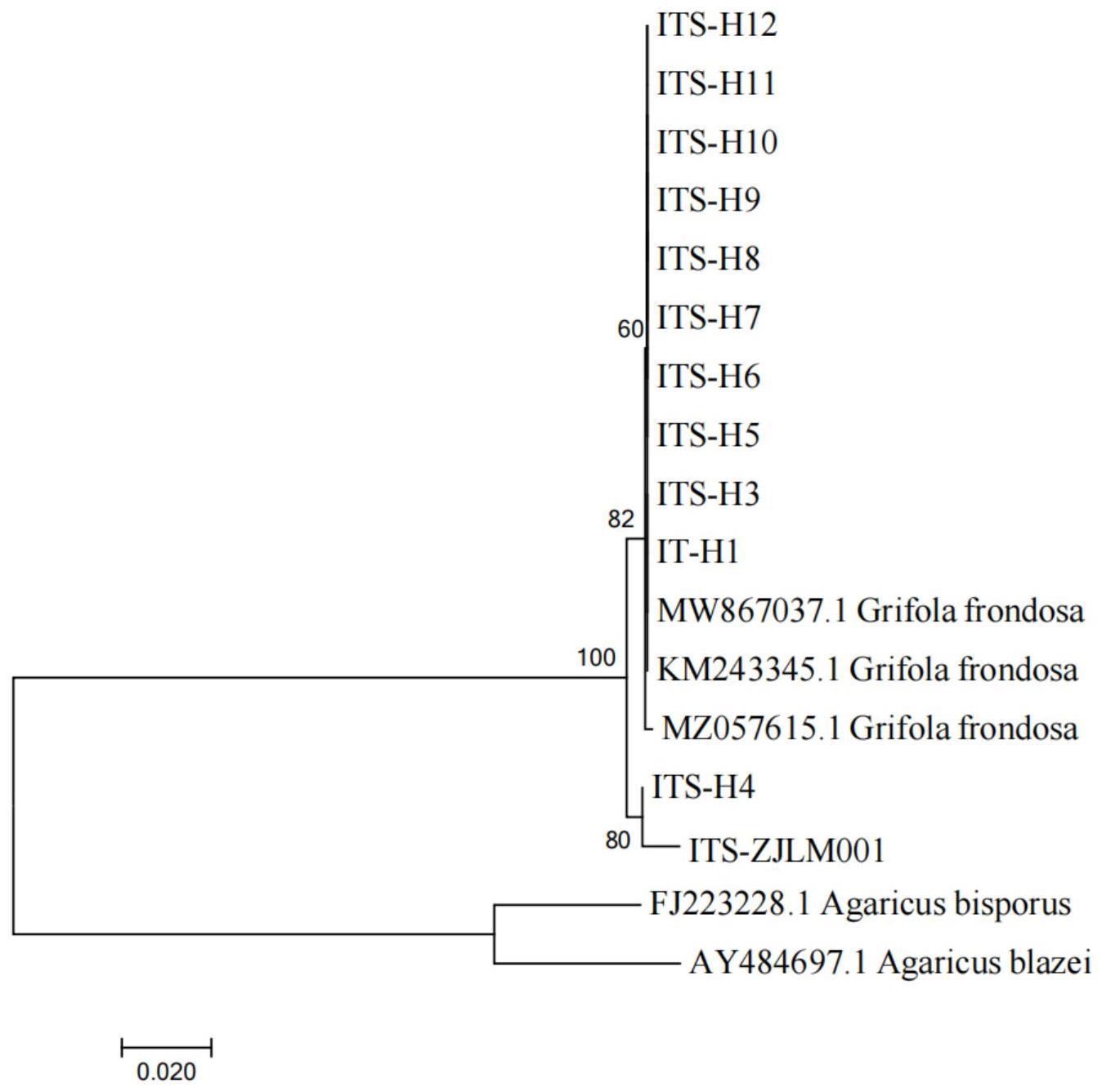 对木霉杂菌具有显著抗性的灰树花菌株ZJLM001、工厂化栽培方法、分子标记及其检测试剂盒与流程