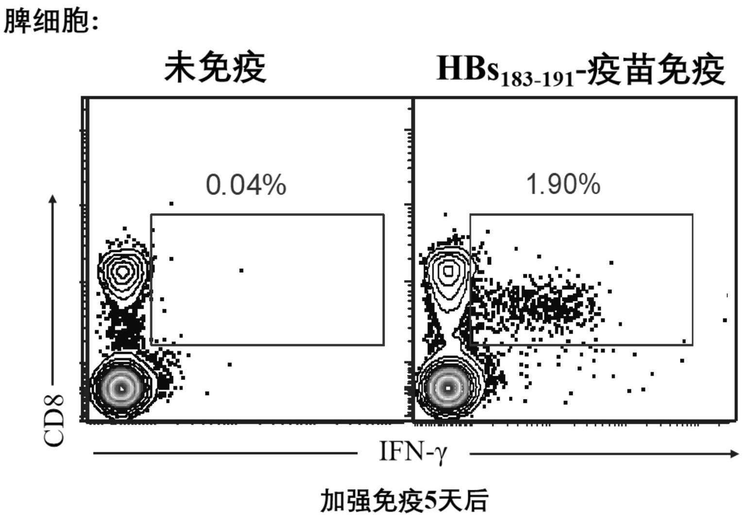 一种靶向乙肝表面抗原的T细胞受体工程化T细胞