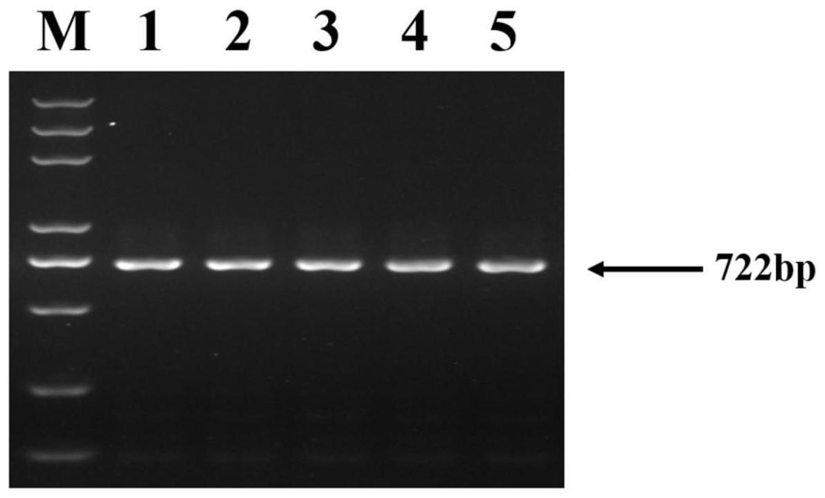 猪PLXNA2基因中SNP分子标记在公猪繁殖性状筛选和/或猪育种中的应用