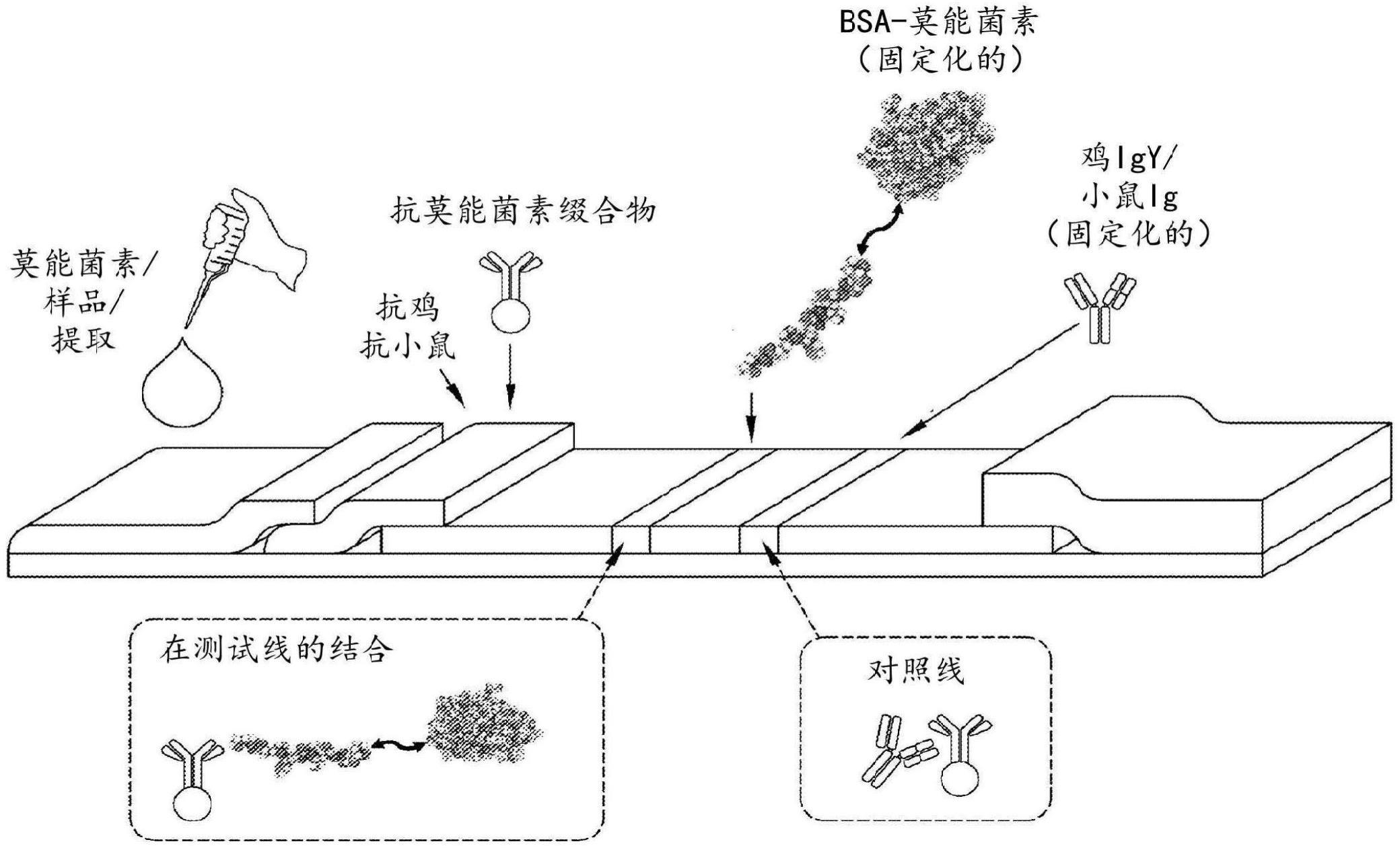 用于检测莫能菌素的侧向流测定的制作方法