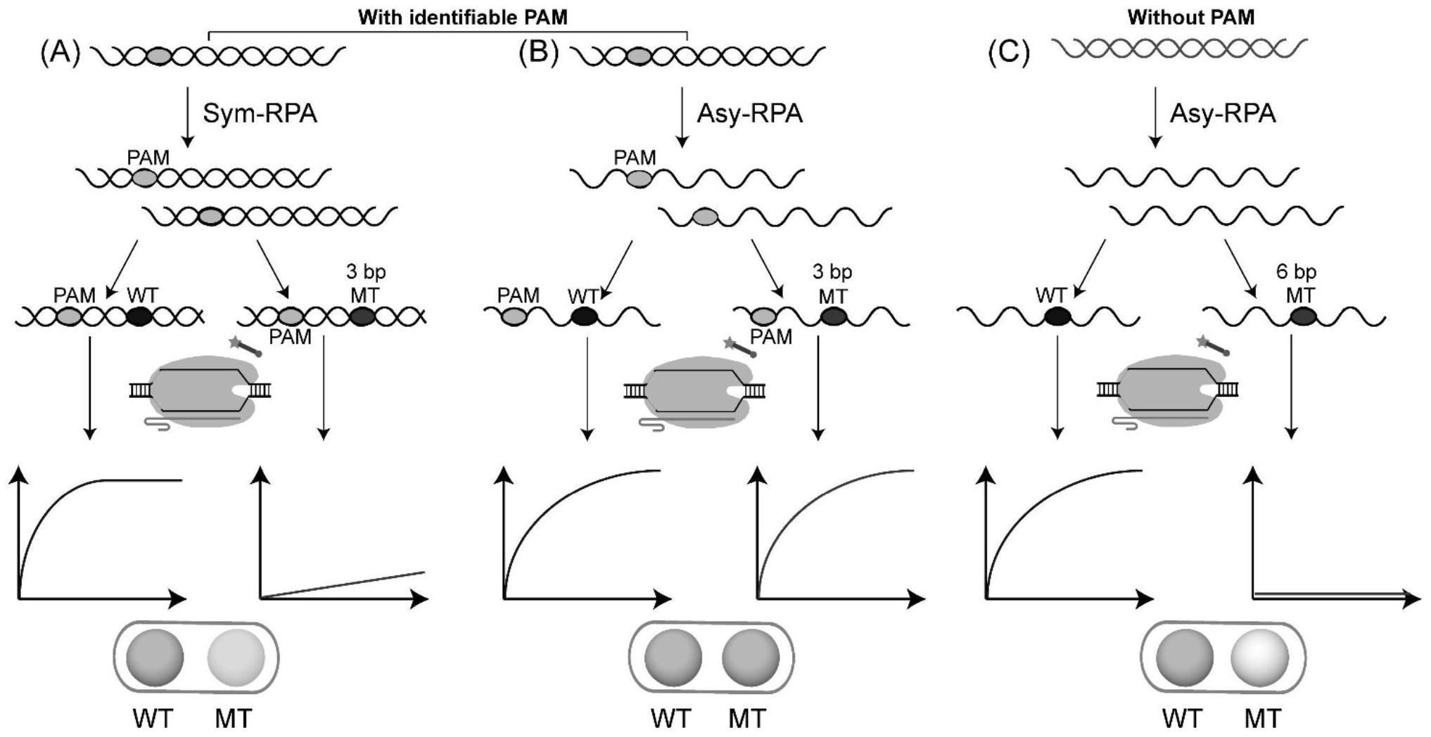 基于不对称RPA的CRISPR/Cas12a检测试剂盒及其应用的制作方法