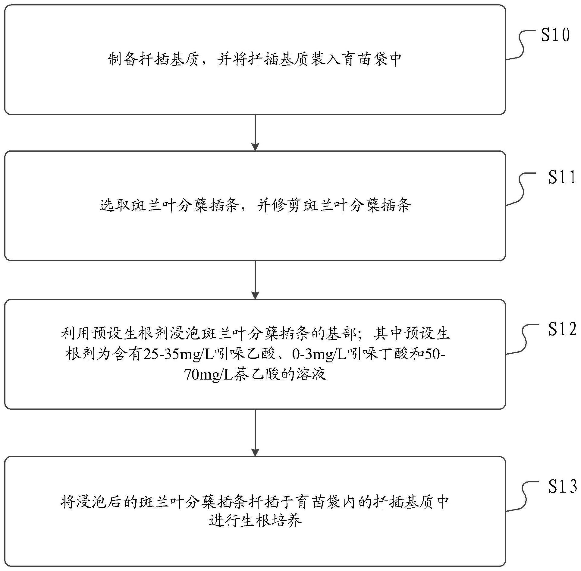 一种促进斑兰叶分蘖插条高效生根的方法