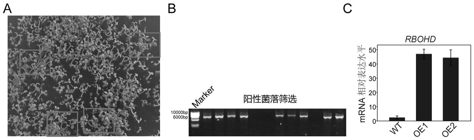 一种改良植物镉耐受性状并促进镉积累的功能基因及应用