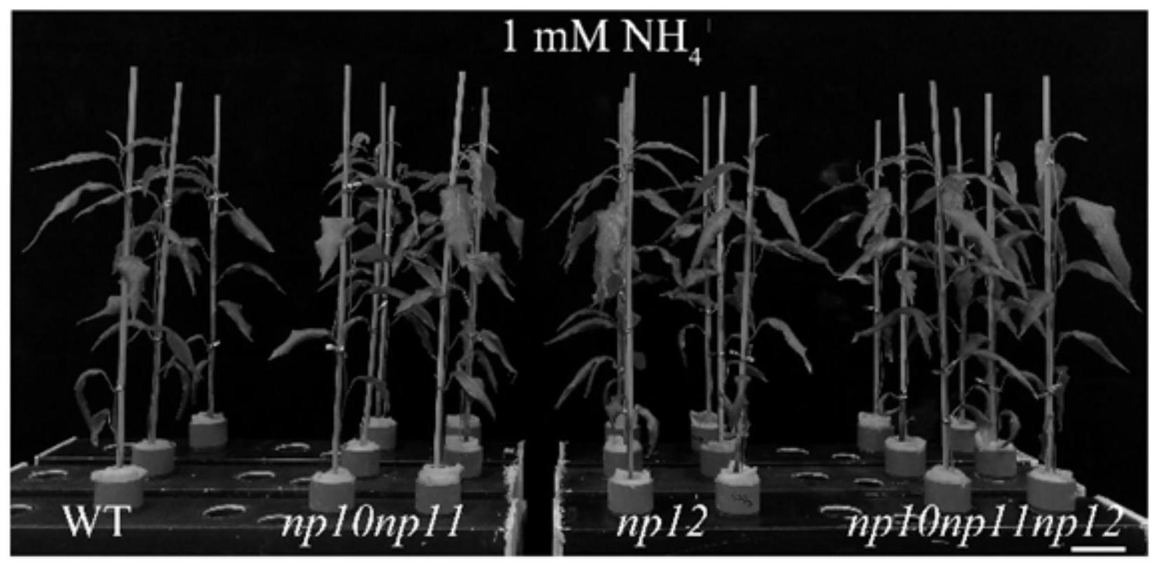 核苷磷酸化酶基因PtNP10/11/12在改变杨属植物耐高铵能力中的应用