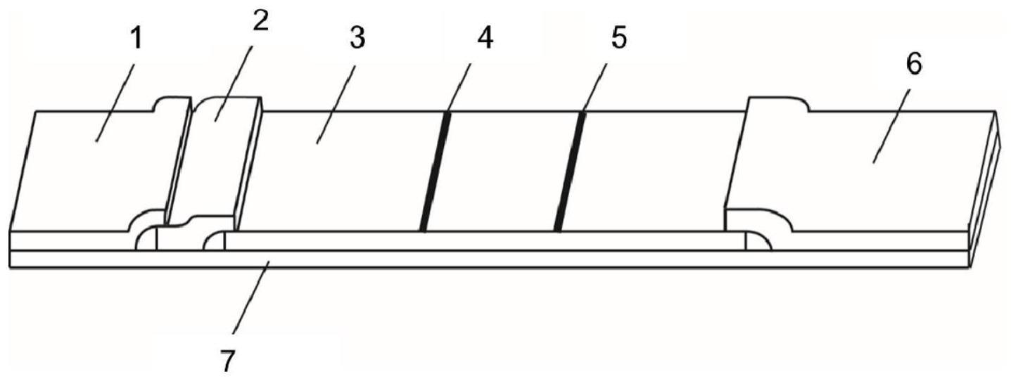 一种荧光免疫层析试纸条、定量分析方法与流程