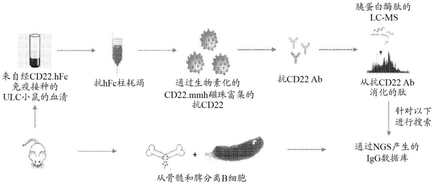 抗原特异性抗体的鉴定和产生的制作方法