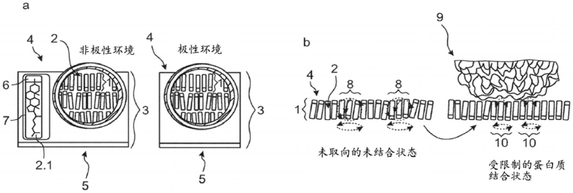 分子组装体、分子组装体用于提供抗粘附表面的用途以及将分子组装体施加到固体表面的方法与流程