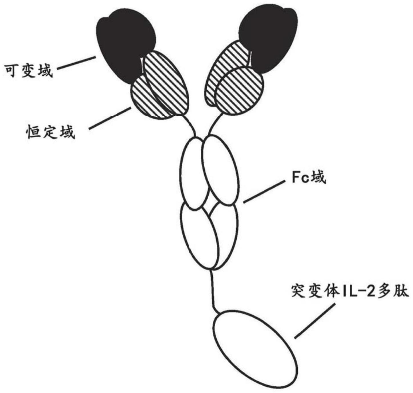 抗PD-1抗体与突变体IL-2或与IL-15的免疫缀合物的制作方法