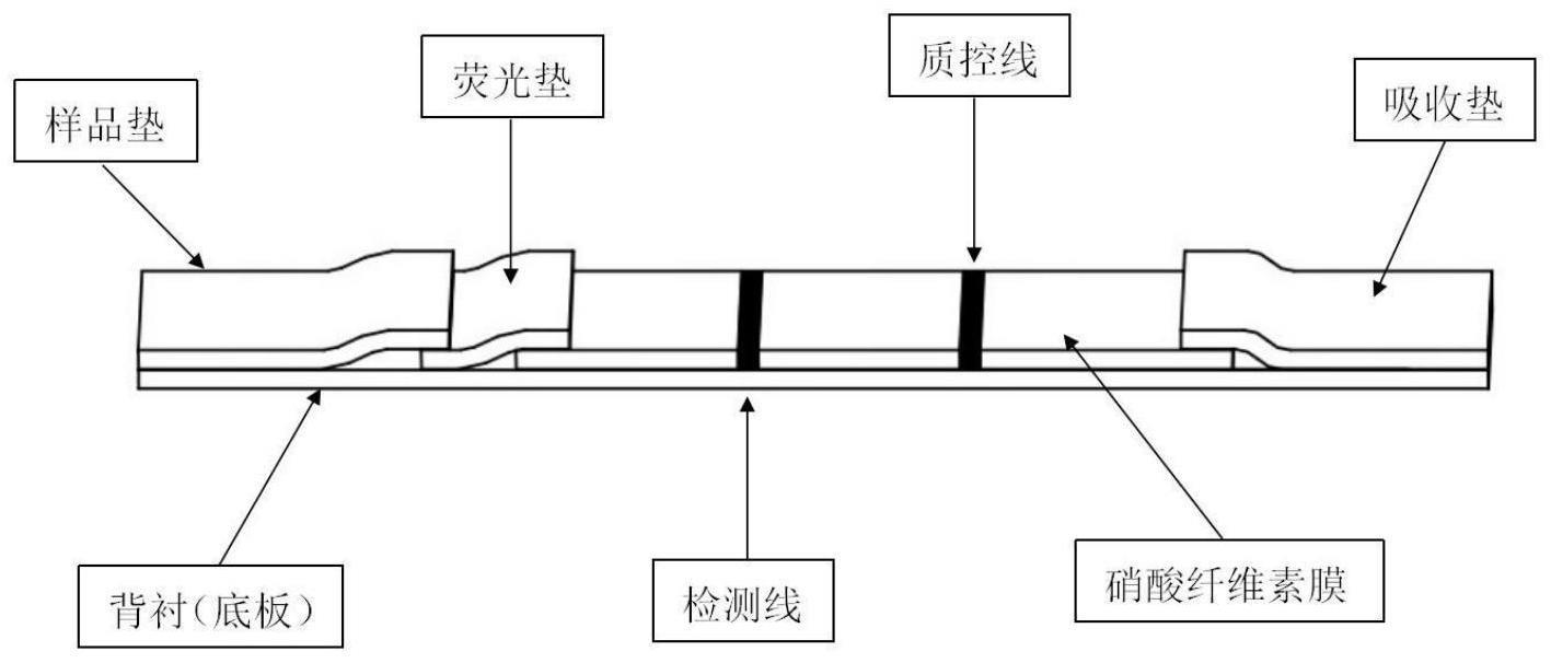 一种用于毒品荧光检测的稀释液及其制备方法和应用与流程