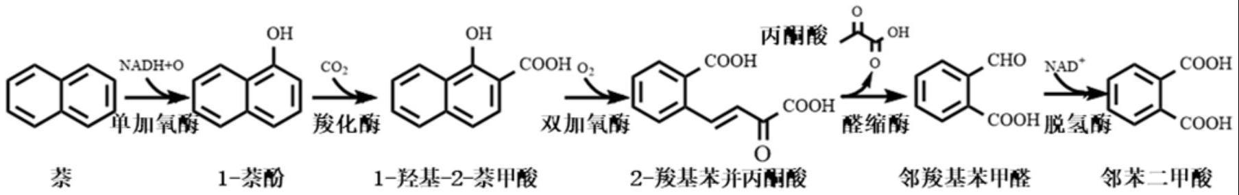 多酶偶联转化芳香族化合物的方法
