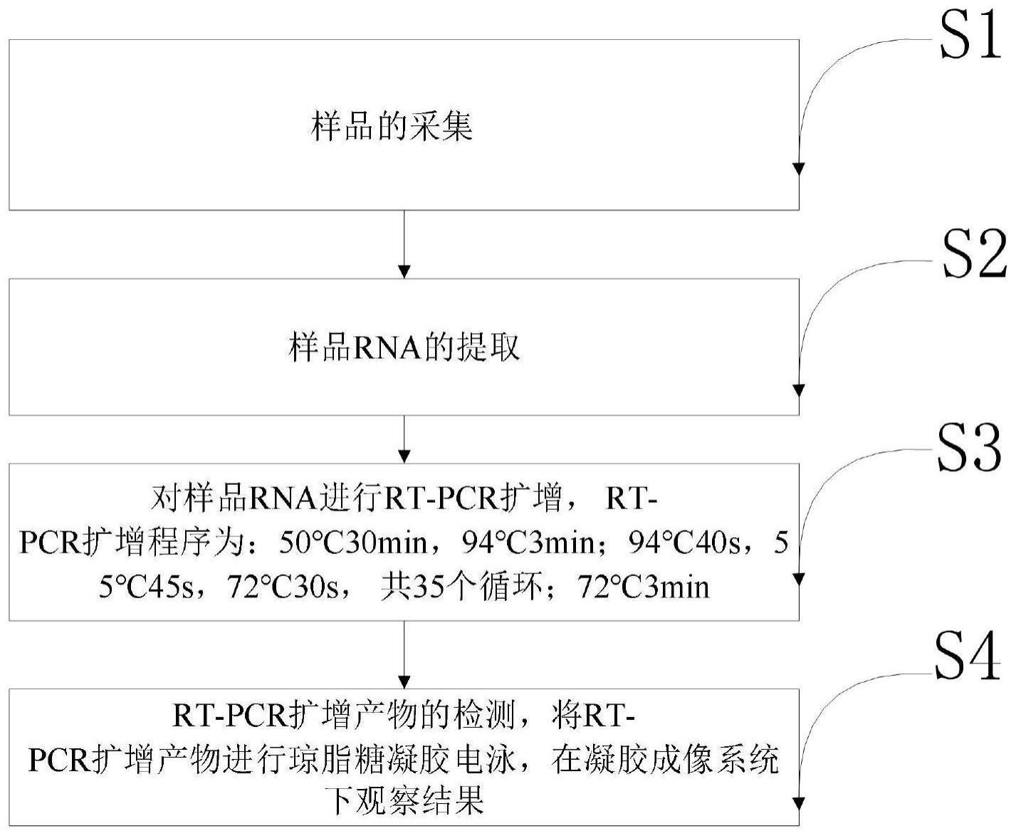 用于检测多种呼吸道病毒的组合物的应用方法及试剂盒与流程