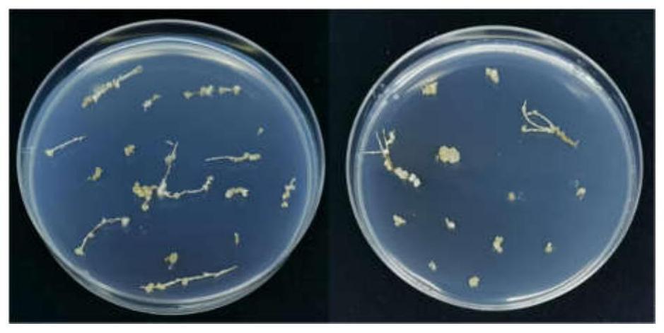 一种农杆菌介导的千金子遗传转化方法与流程