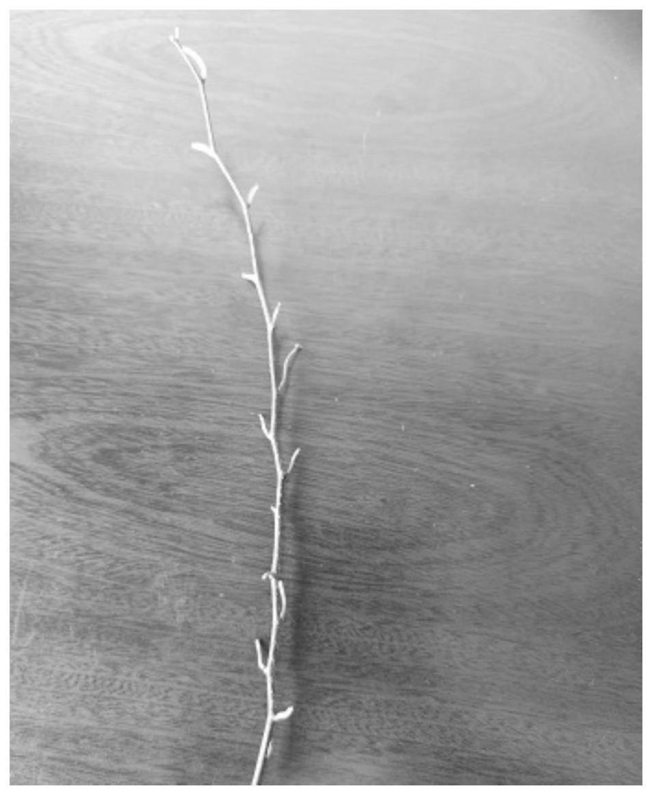 一种柘树的微体组织培养快繁方法与流程