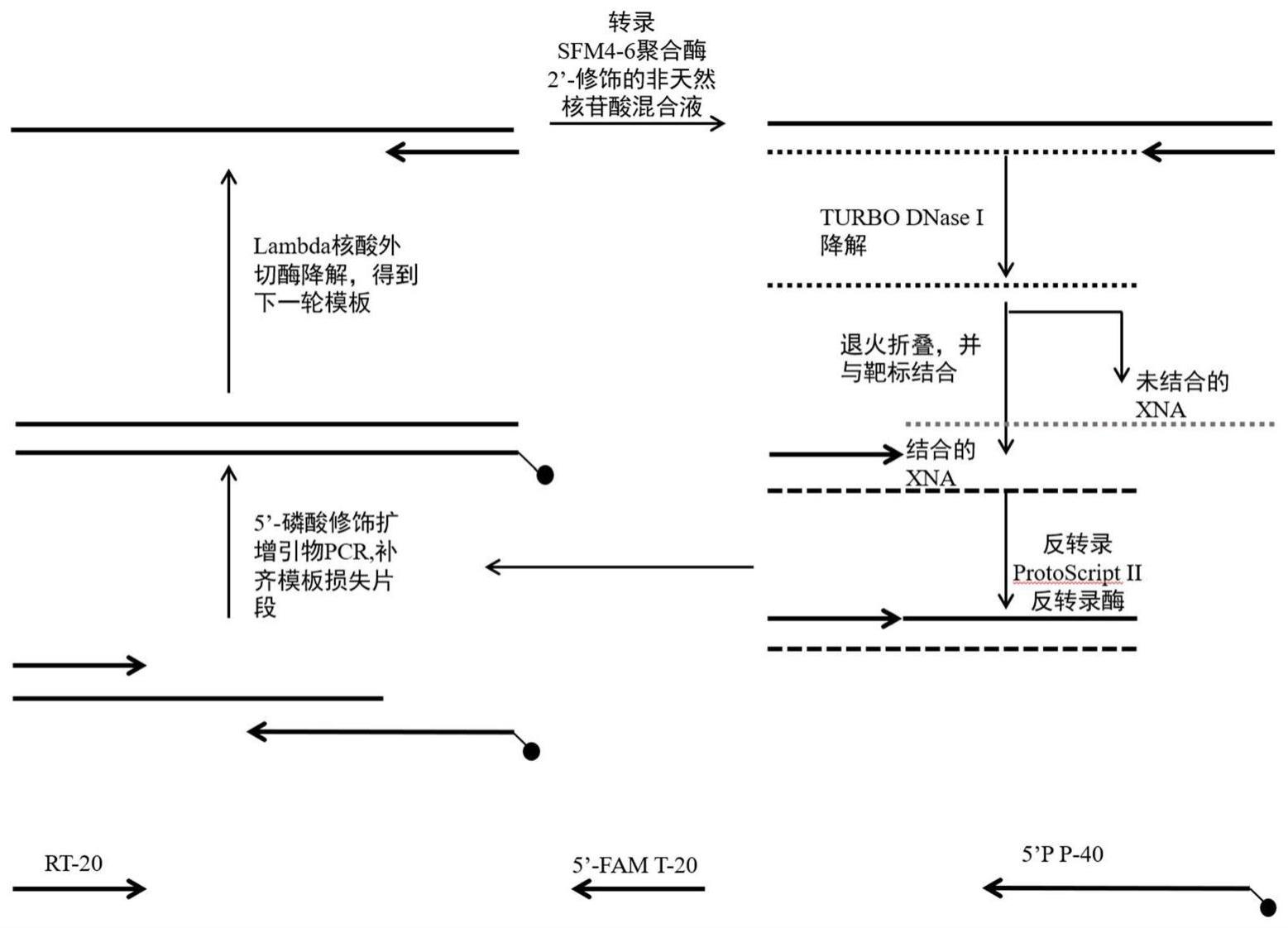 靶向