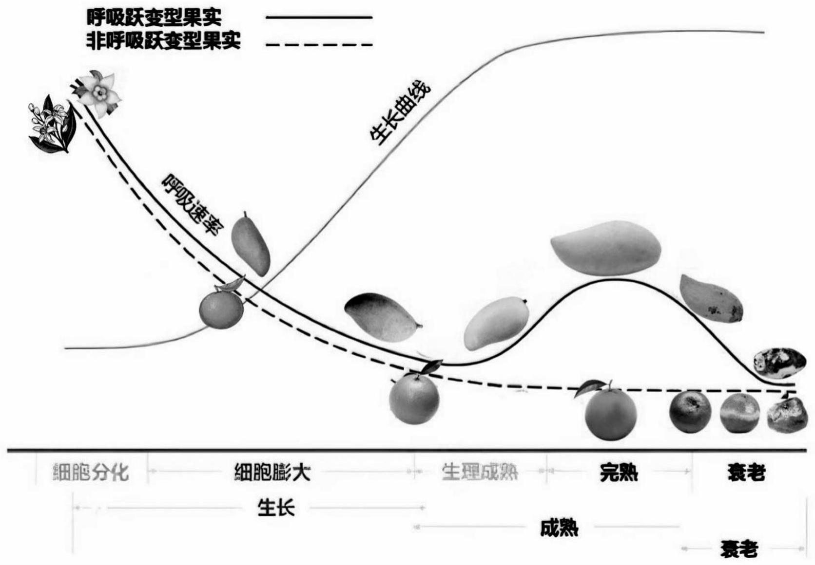 呼吸跃变型水果保鲜膜的制备方法