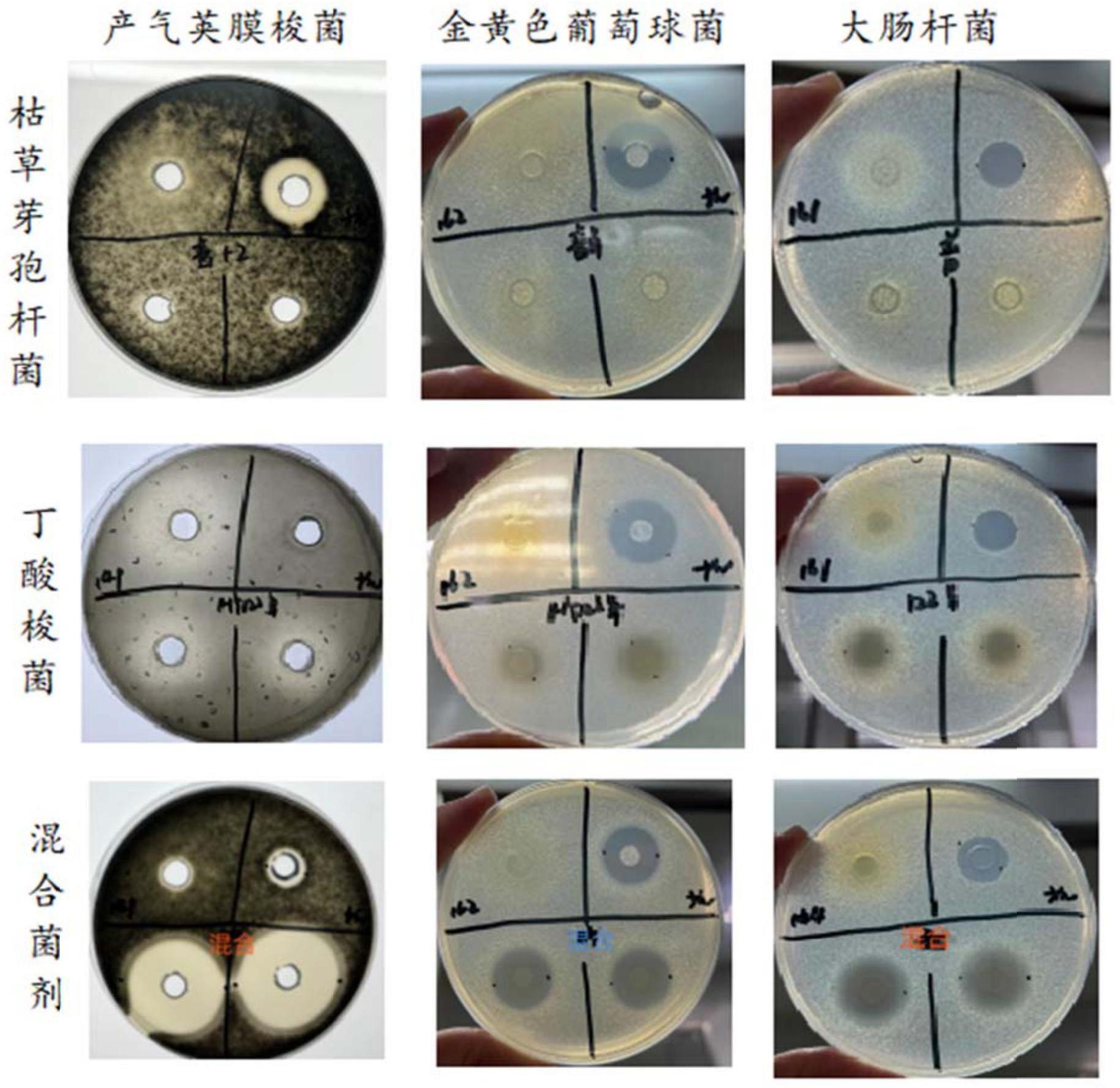 一种枯草芽孢杆菌与丁酸梭菌混合发酵培养的方法及应用与流程