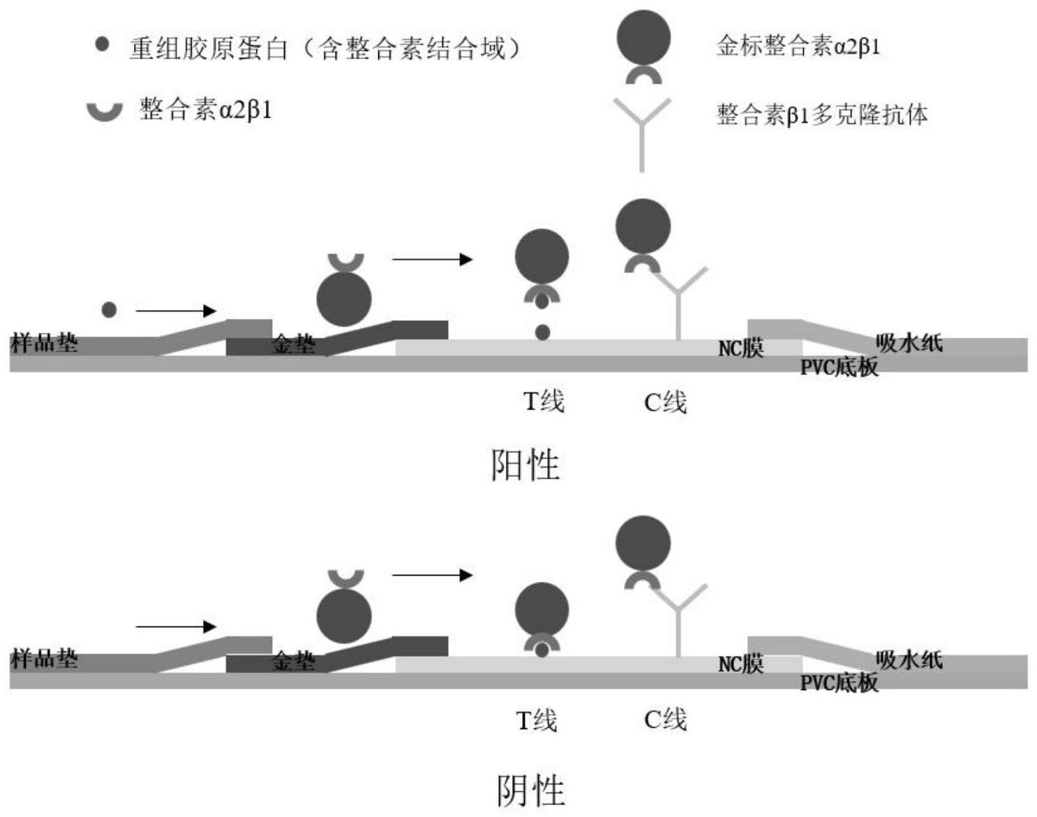 一种基于受体检测胶原蛋白整合素功能域的试剂盒及其制备与应用的制作方法