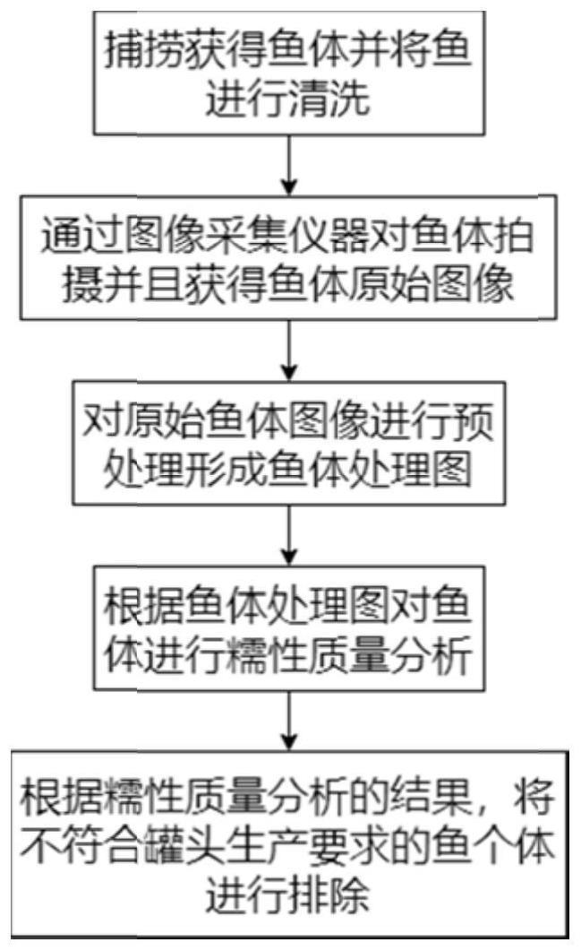 一种大鳞四须鲃鱼罐头的加工方法与流程