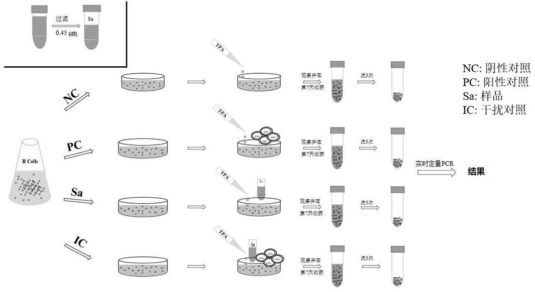 pcr三次扩增图解手绘图片