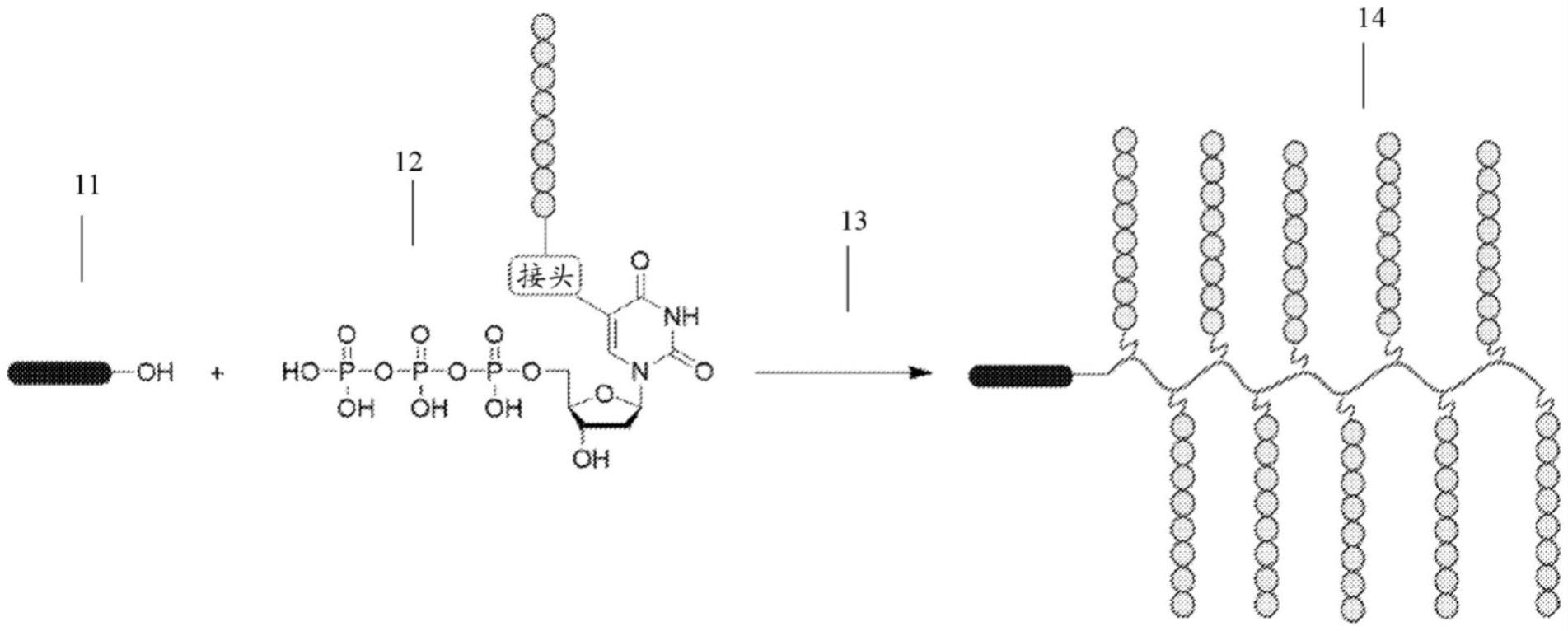 多核苷酸瓶刷状聚合物的合成的制作方法