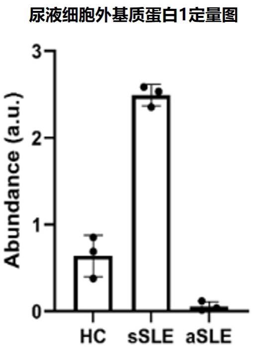 尿液细胞外基质蛋白1及其多肽片段在系统性红斑狼疮中的应用的制作方法