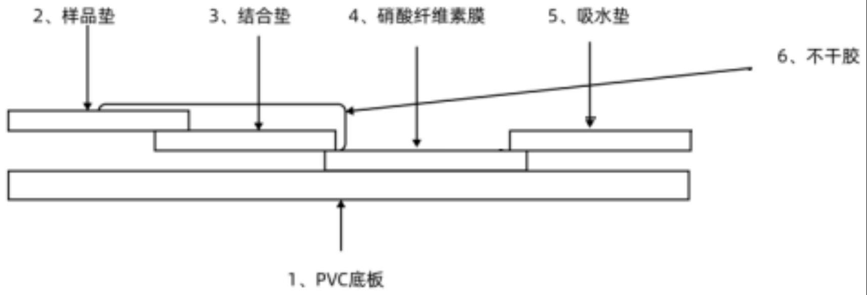 检测四种呼吸道疾病的免疫层析试纸条及其制备方法和包含其的试剂盒与流程