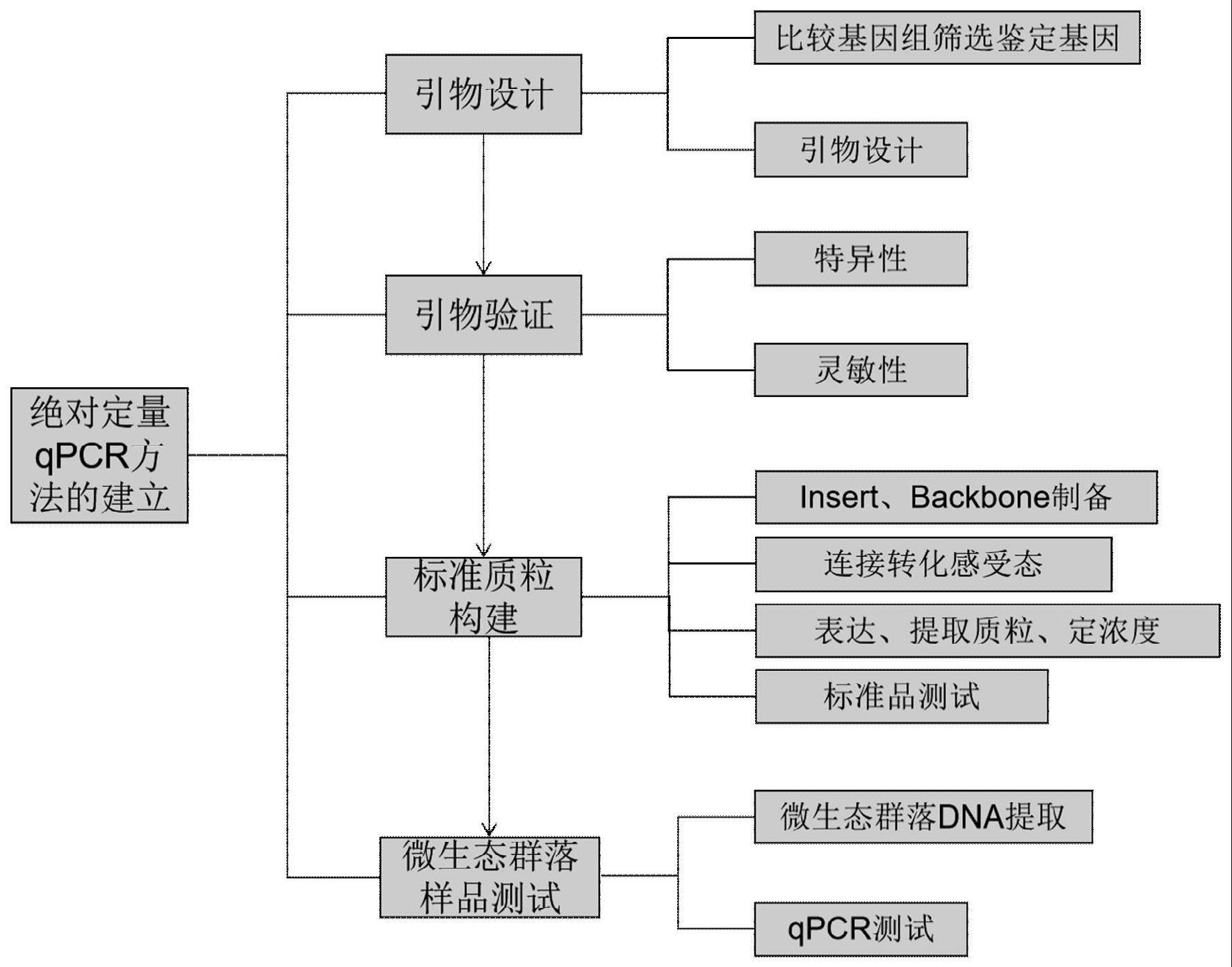 一种用于假小链双歧杆菌的定量检测方法及其核酸检测试剂盒与流程