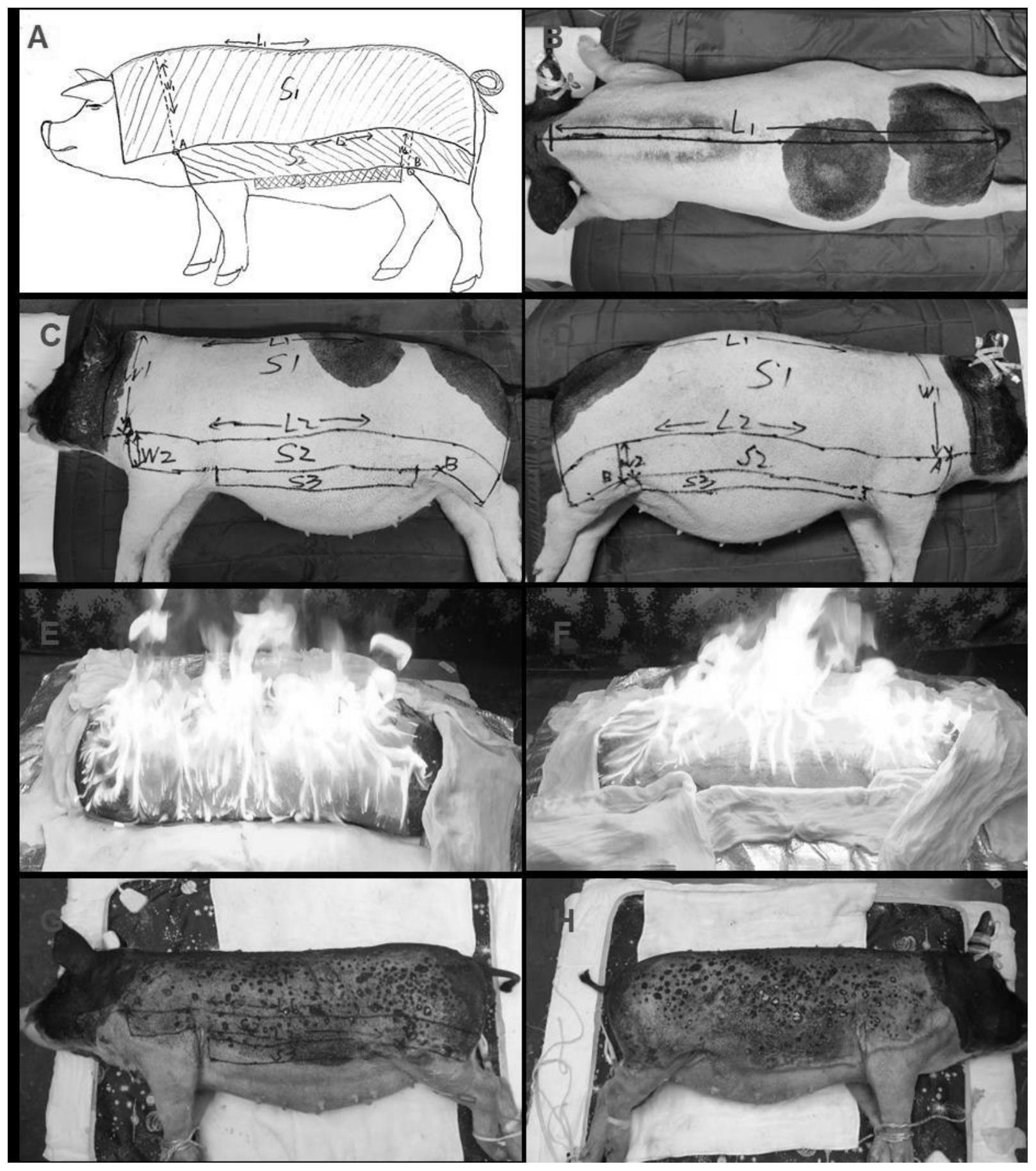 小型猪严重烧伤休克模型的制作方法与流程
