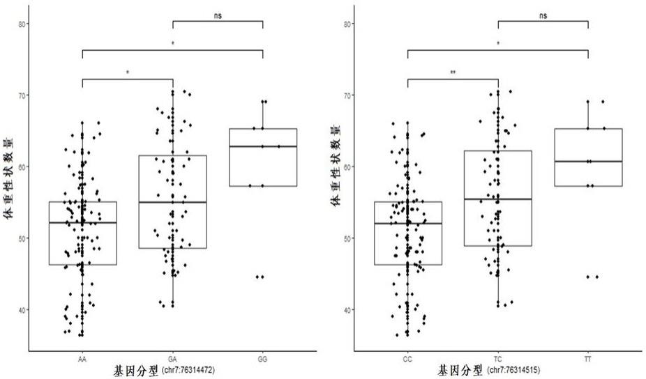 一种萨福克羊体重相关的制作方法