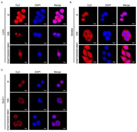 LncRNA-ENST00000519691