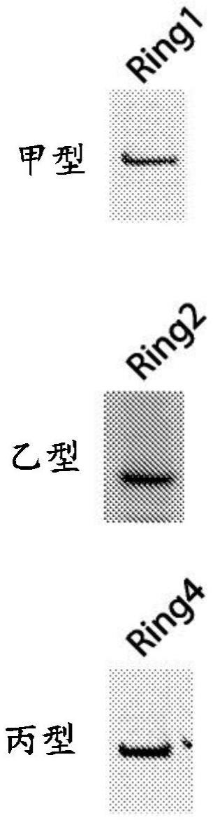 杂合的制作方法