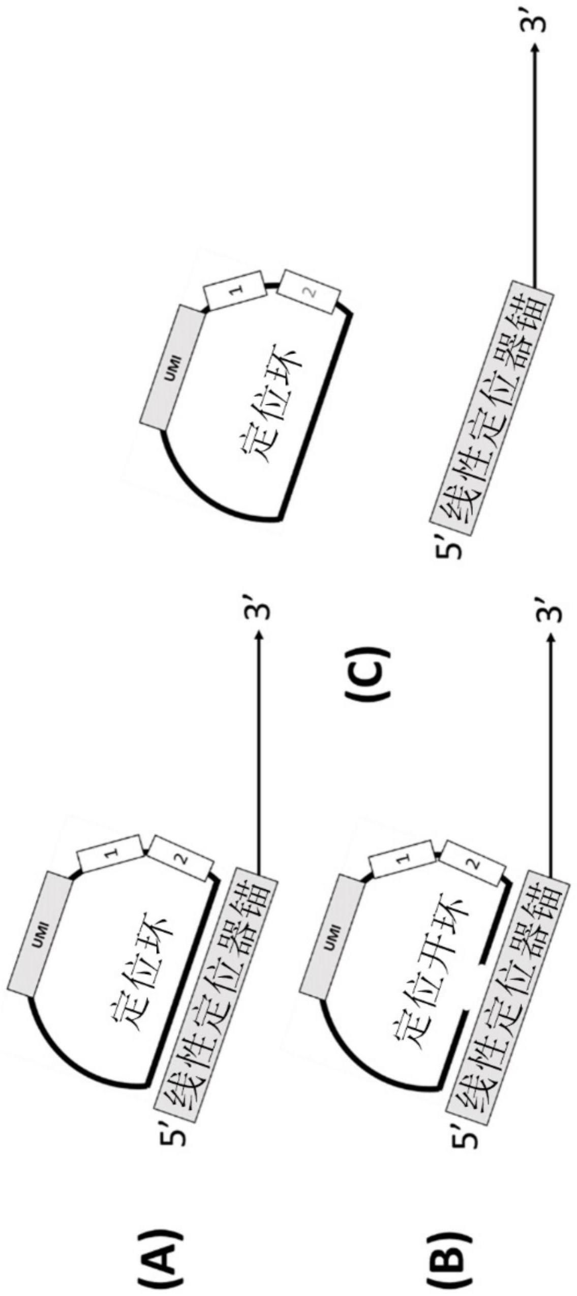 基因特异性空间滚环扩增和NGS测序的制作方法