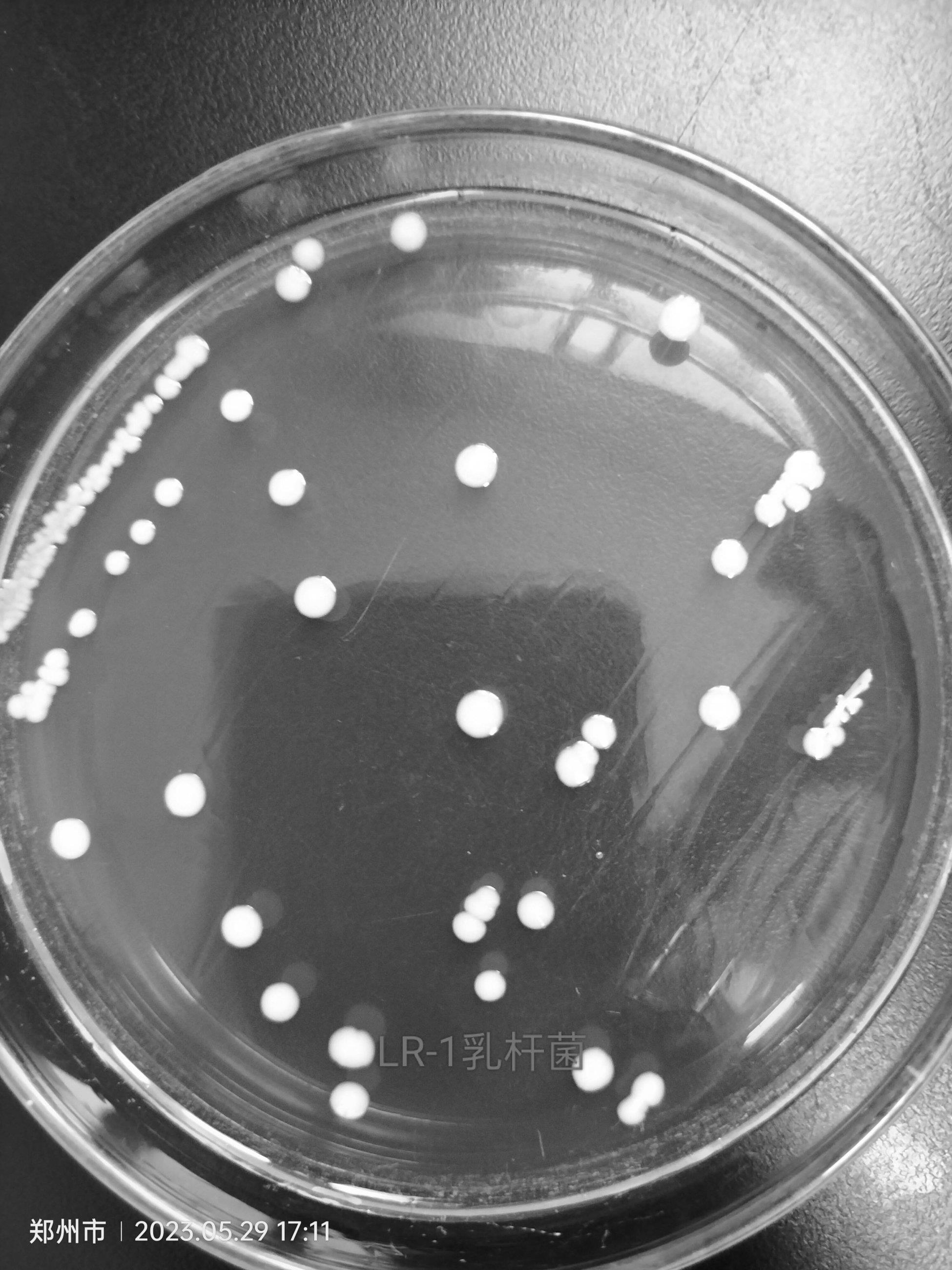 一种降解玉米赤霉烯酮的罗伊氏乳杆菌制备及应用的制作方法