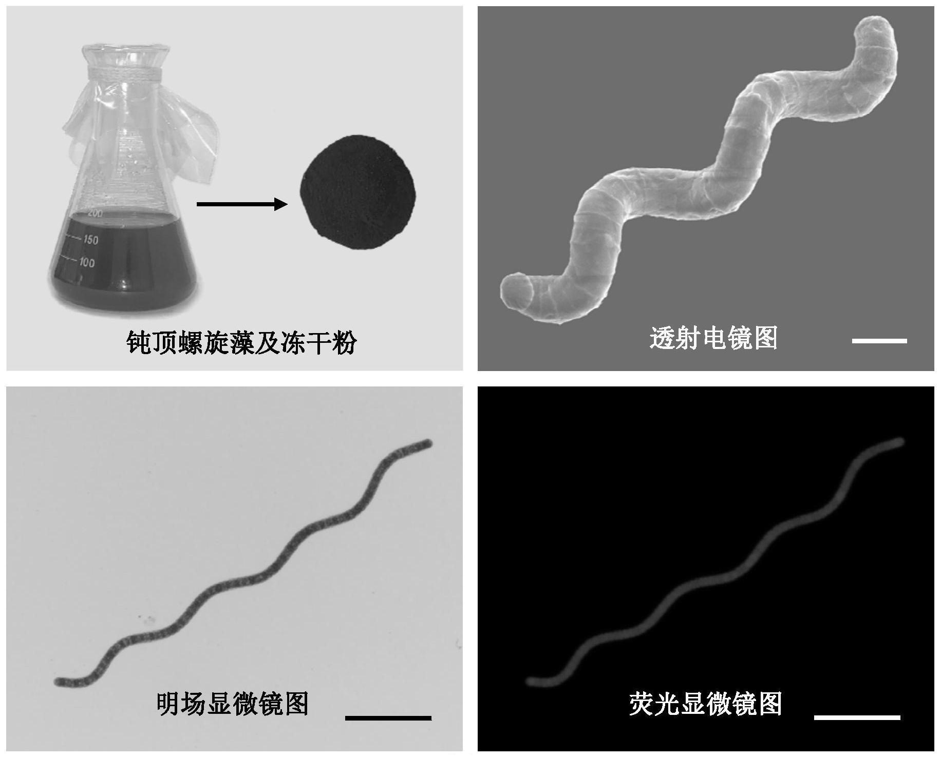 一种装载虾青素的微藻复合物及其制备方法和应用