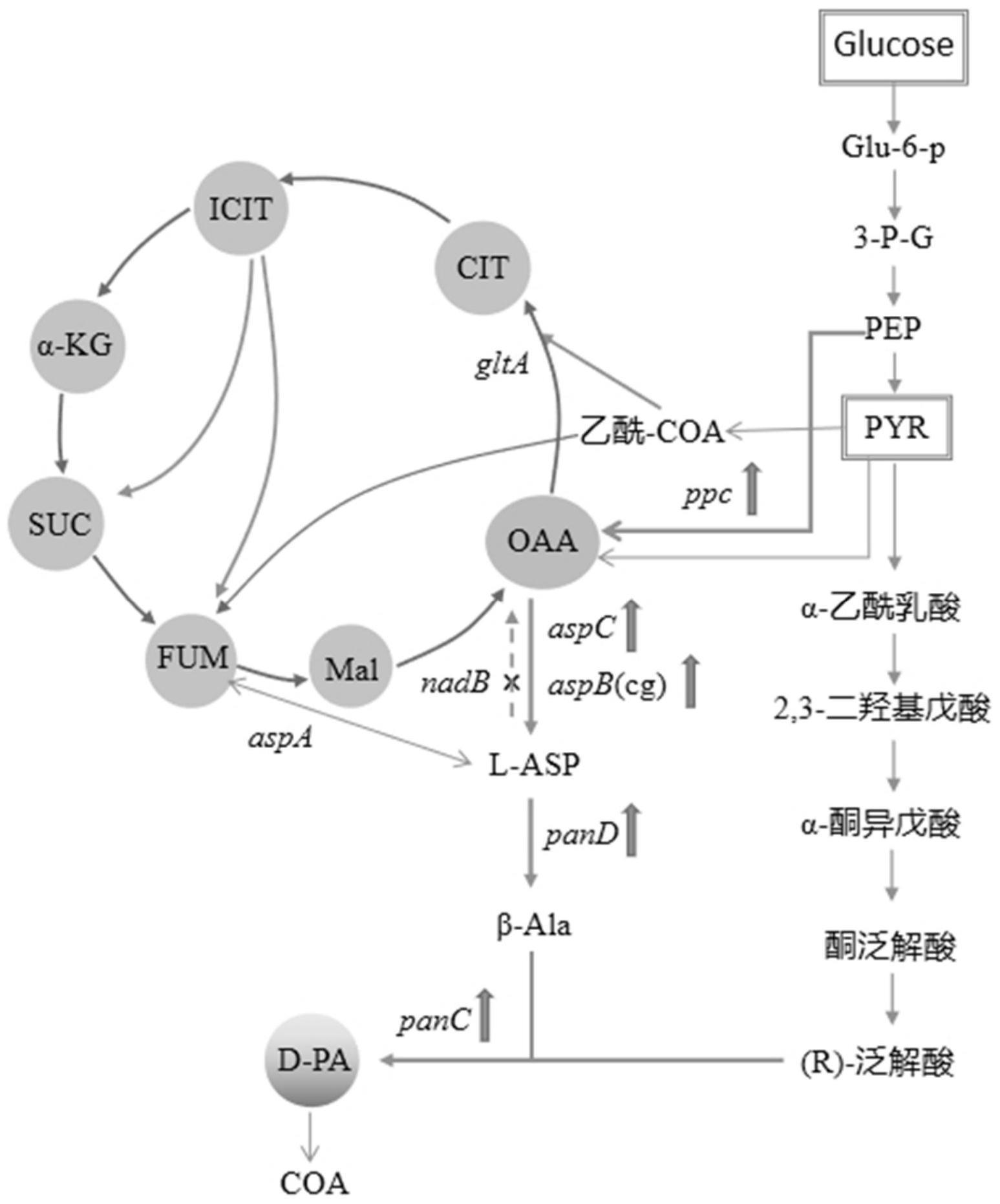 一种高产