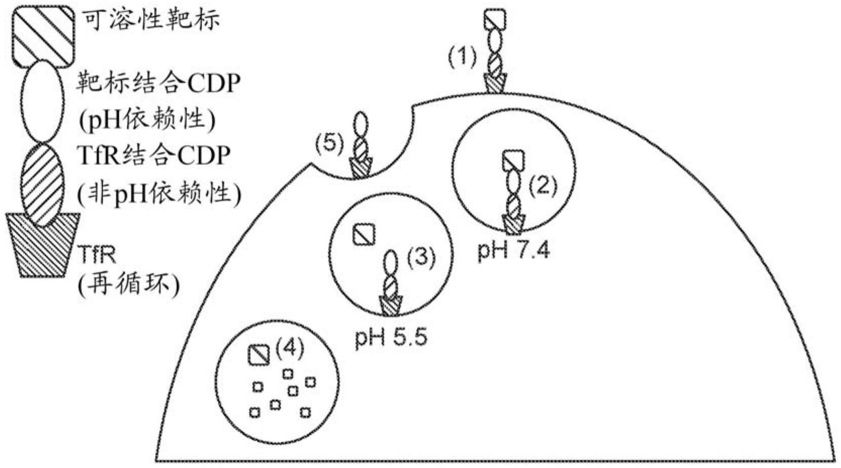 用于靶标分子的选择性耗竭的组合物和方法与流程