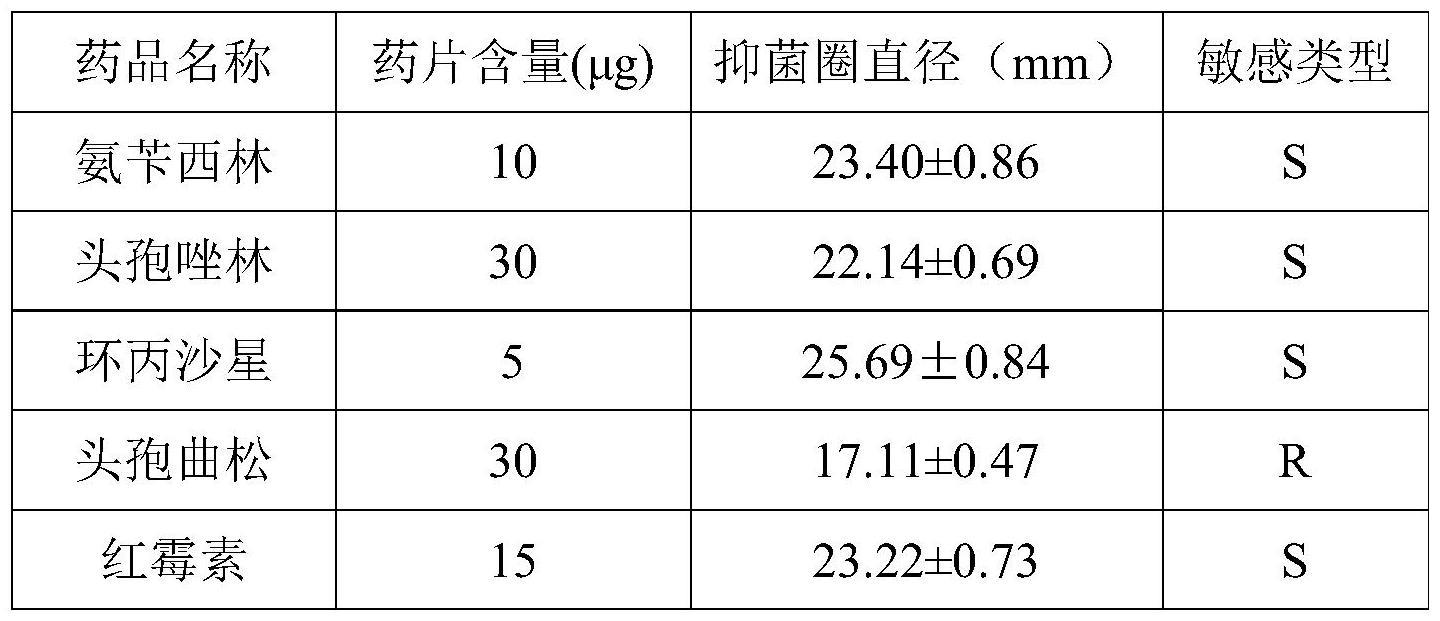 一种植物乳植杆菌