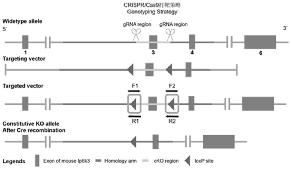 利用CRISPR-Cas9条件性敲除肝脏Ip6k3基因动物模型的构建方法与流程