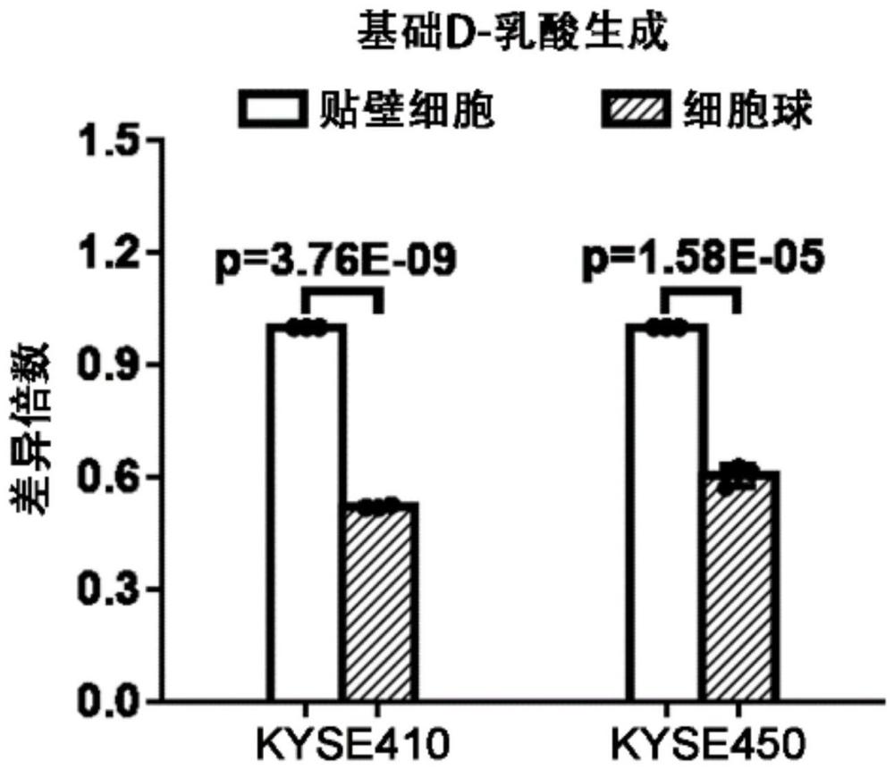 D-乳酸在制备治疗和/或预防食管鳞状细胞癌药物中的用途