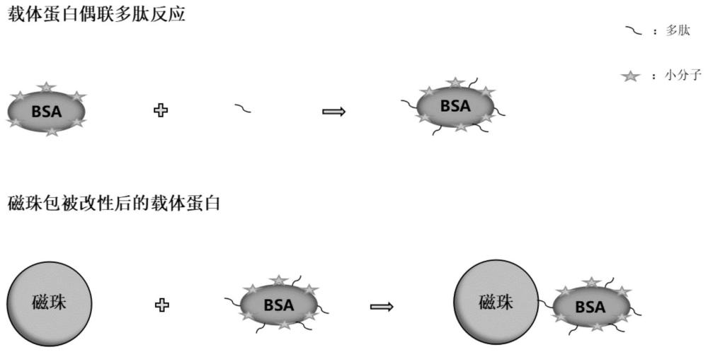 多肽、小分子半抗原载体蛋白磁珠包被物的制备方法及应用与流程