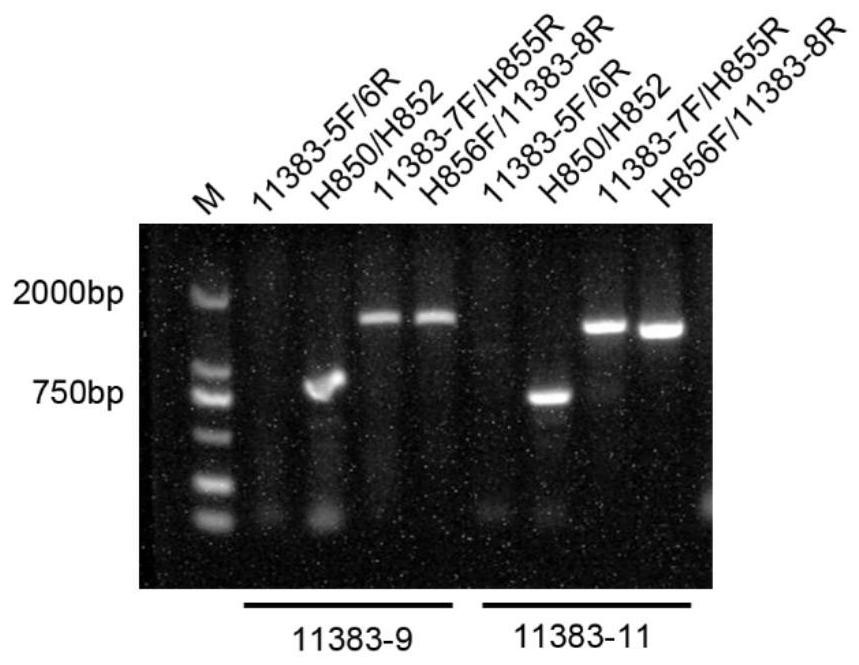 假禾谷镰刀菌FpMCoL蛋白及其编码基因与应用