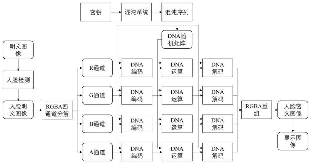 一种基于超混沌系统和DNA加密的人脸加密方法与流程