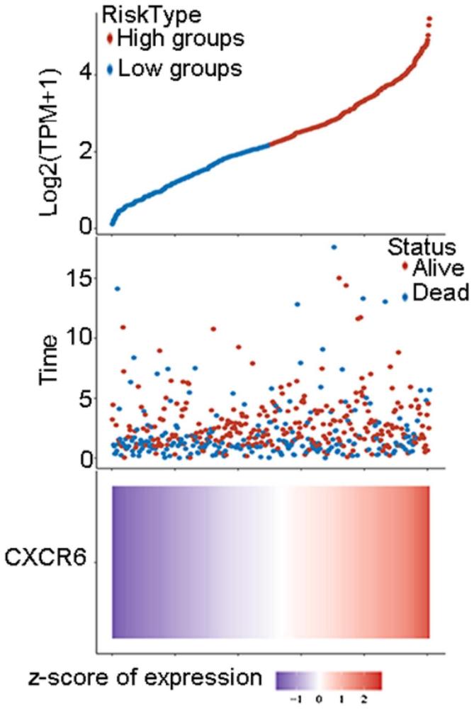 趋化因子受体CXCR6在制备抗口腔鳞状细胞癌药物中的应用