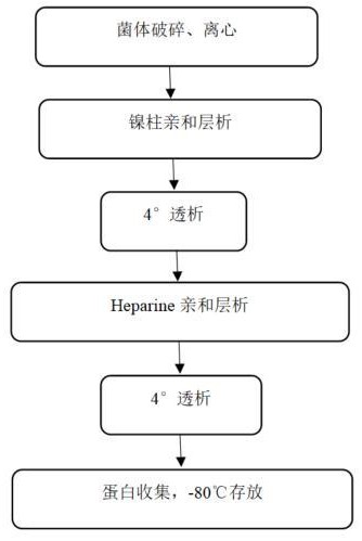 一种重组蛋白MMLV-RT的纯化方法与流程