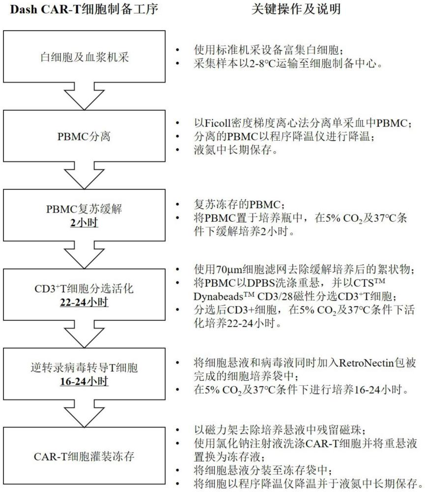 一种快速制备T细胞的方法与流程