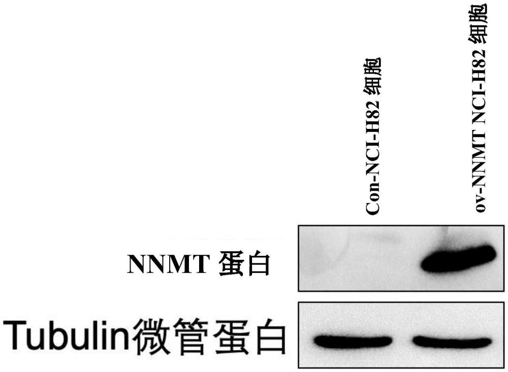 一种芳香环类化合物及其用途的制作方法