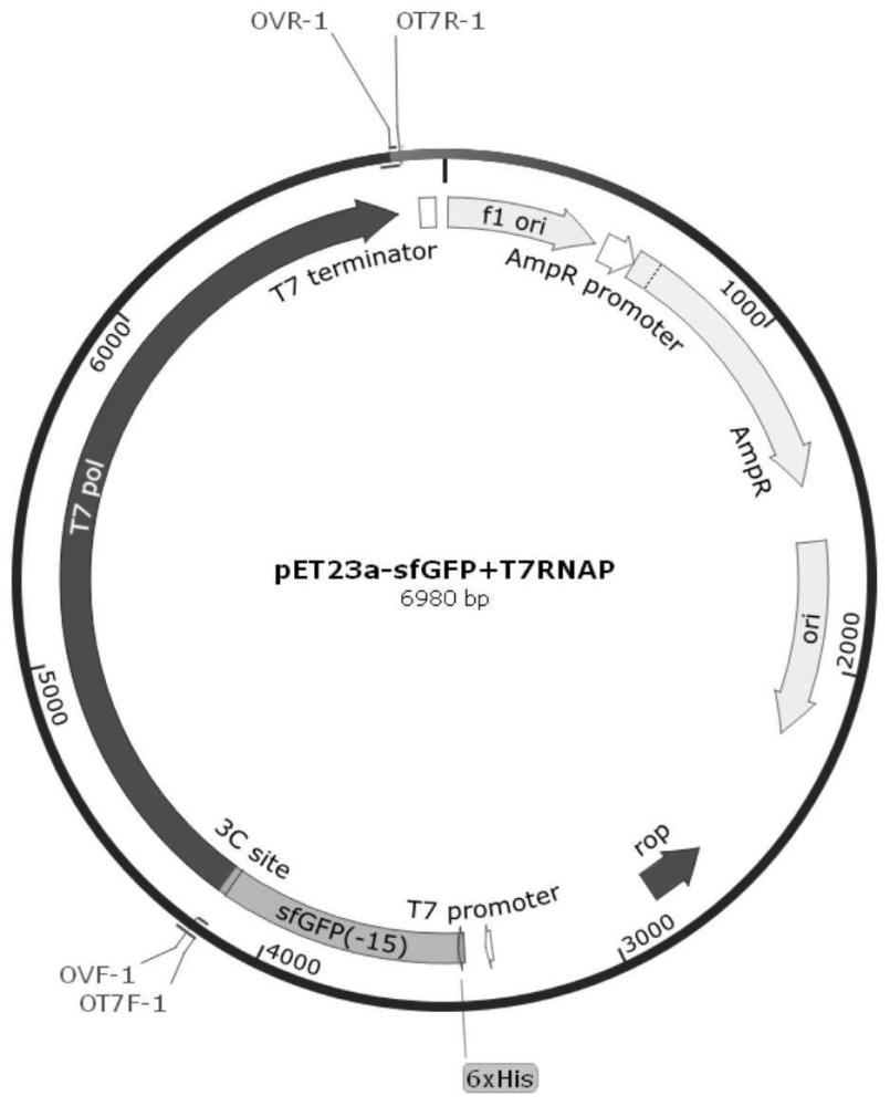 一种T7 RNA聚合酶的制备方法及其在体外合成dsRNA中的应用