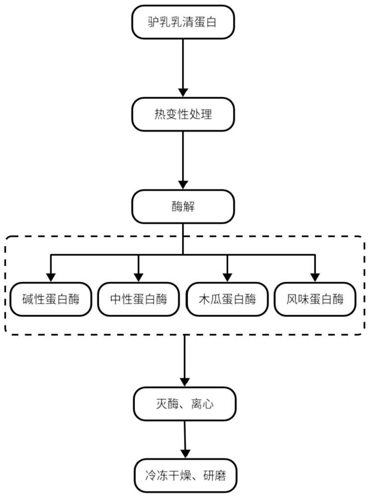 一种驴乳乳清蛋白肽及其制备方法