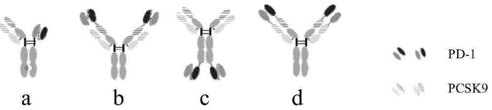 一种抗PD-1和PCSK9的双特异性抗体及应用